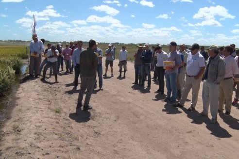 Día de Campo de Arroz 2020 - Fundación PROARROZ y GTMGA INTA C.del Uruguay