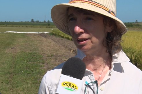 Día de Campo de Arroz 2020 - Fundación PROARROZ y GTMGA INTA C.del Uruguay