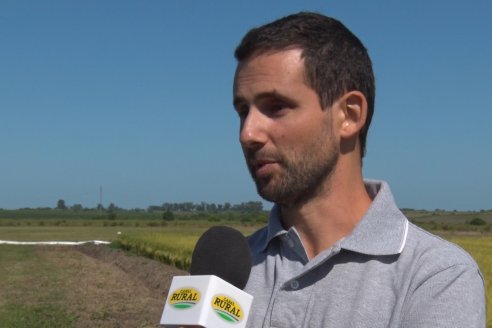 Día de Campo de Arroz 2020 - Fundación PROARROZ y GTMGA INTA C.del Uruguay