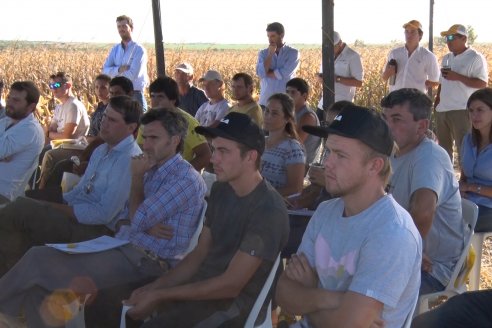 Campo Lider Nidera de La Impronta - Agronomía Pura - El Solar - Departamento La Paz - Entre Ríos