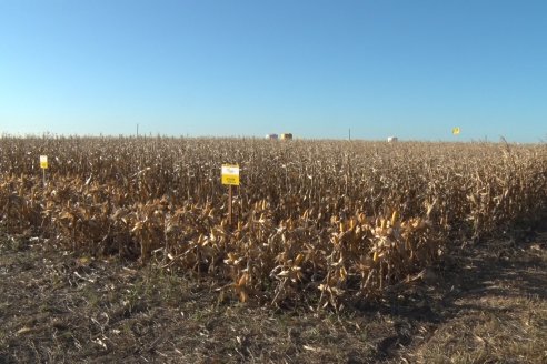 Campo Lider Nidera de La Impronta - Agronomía Pura - El Solar - Departamento La Paz - Entre Ríos