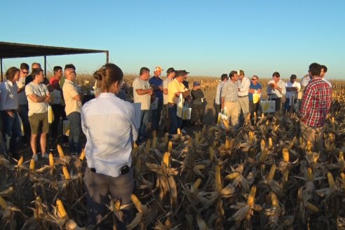 Campo Lider Nidera de La Impronta - Agronomía Pura - El Solar - Departamento La Paz - Entre Ríos