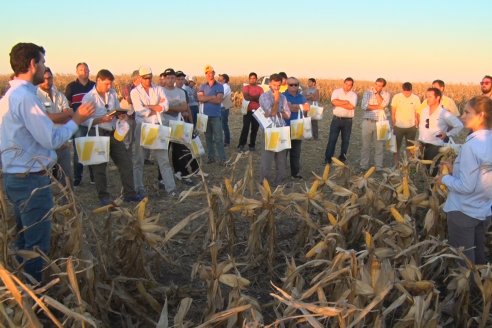 Campo Lider Nidera de La Impronta - Agronomía Pura - El Solar - Departamento La Paz - Entre Ríos