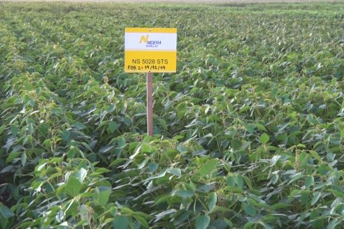 Campo Lider Nidera de La Impronta - Agronomía Pura - El Solar - Departamento La Paz - Entre Ríos