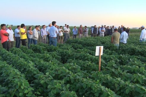 Campo Lider Nidera de La Impronta - Agronomía Pura - El Solar - Departamento La Paz - Entre Ríos