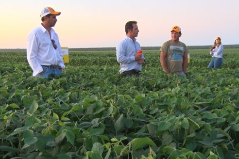 Campo Lider Nidera de La Impronta - Agronomía Pura - El Solar - Departamento La Paz - Entre Ríos