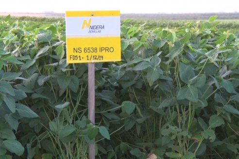 Campo Lider Nidera de La Impronta - Agronomía Pura - El Solar - Departamento La Paz - Entre Ríos