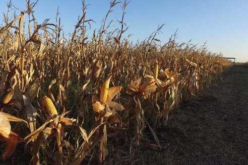 Campo Lider Nidera de La Impronta - Agronomía Pura - El Solar - Departamento La Paz - Entre Ríos