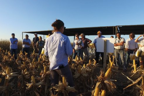 Campo Lider Nidera de La Impronta - Agronomía Pura - El Solar - Departamento La Paz - Entre Ríos