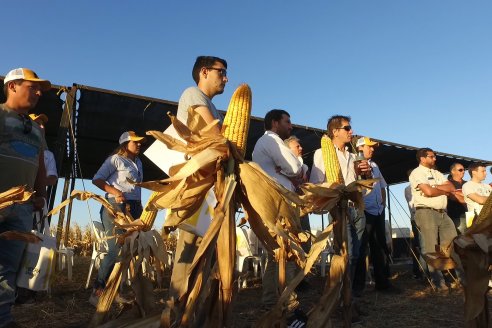 Campo Lider Nidera de La Impronta - Agronomía Pura - El Solar - Departamento La Paz - Entre Ríos