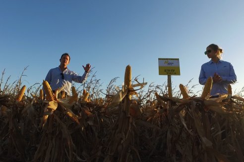 Campo Lider Nidera de La Impronta - Agronomía Pura - El Solar - Departamento La Paz - Entre Ríos