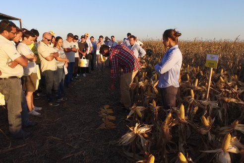 Campo Lider Nidera de La Impronta - Agronomía Pura - El Solar - Departamento La Paz - Entre Ríos