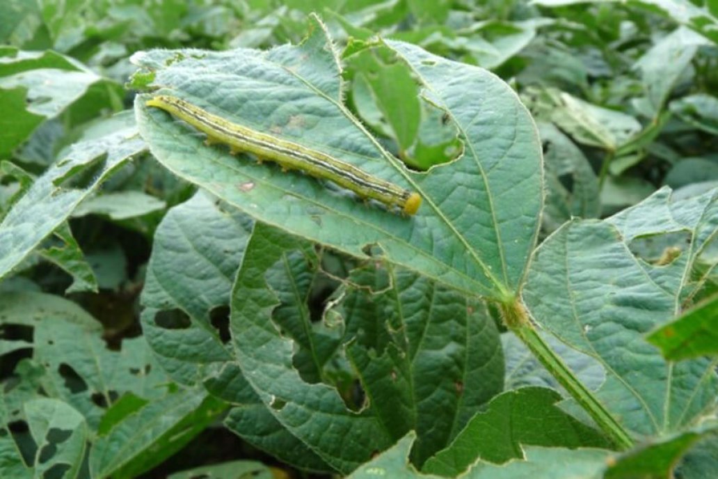 La falta de agua estresa las plantas nacidas que ahora son acechadas por plagas.