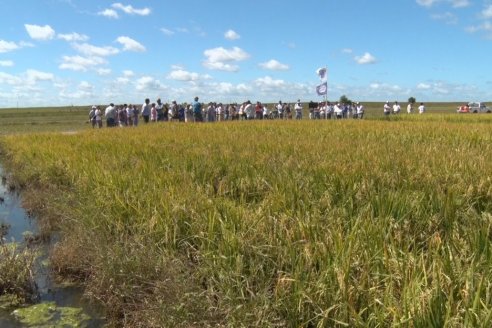 Día de Campo de Arroz 2020 en Concepción del Uruguay