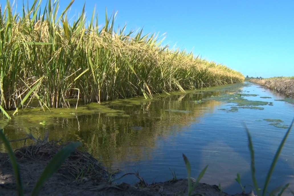 Día de Campo de Arroz 2020 en Concepción del Uruguay