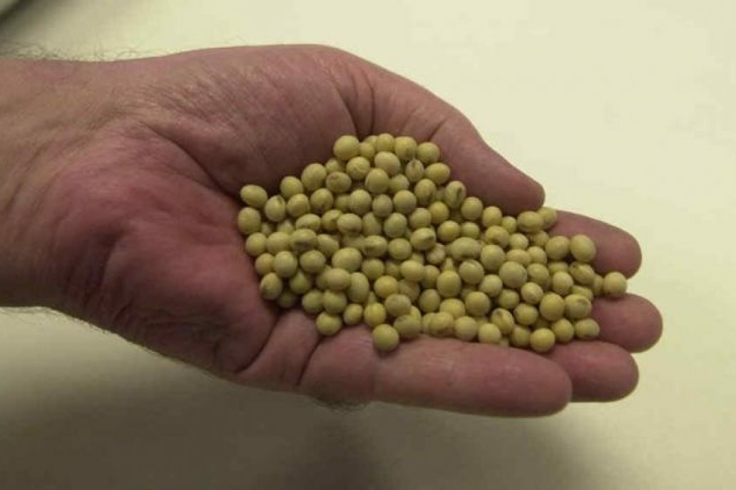 El sector procesa, aproximadamente, el 15% de la soja cosechada en la provincia.