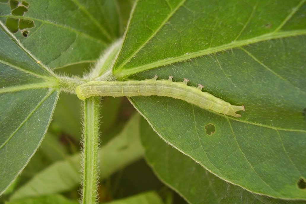 Aconsejan intensificar los monitoreos ante la presencia de orugas