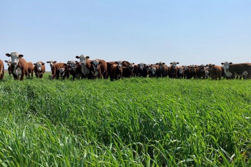 Incorporar avenas aumentaría tres veces la producción de carne