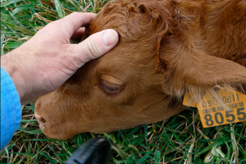 Están apareciendo distintos tipos de Tristeza Bovina en Departamentos del Centro y Norte Entrerriano