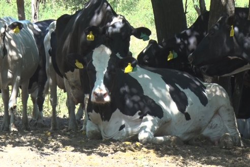 Los Estribos de Gieco: una producción mixta entre lechería y agricultura