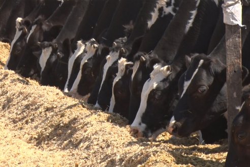 Los Estribos de Gieco: una producción mixta entre lechería y agricultura