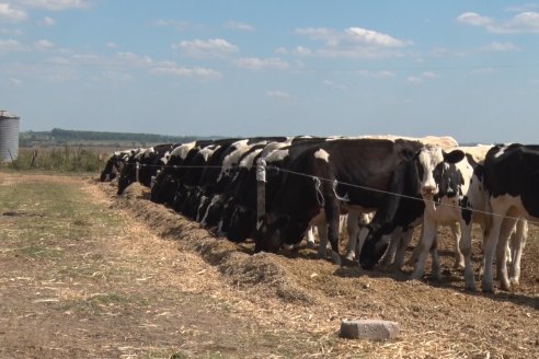 Los Estribos de Gieco: una producción mixta entre lechería y agricultura