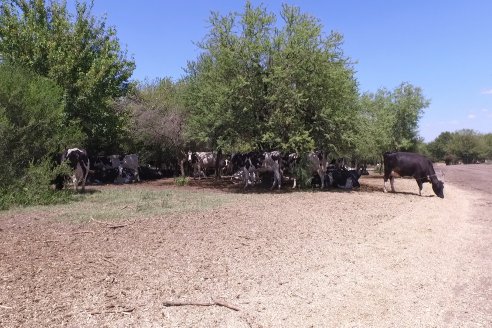 Los Estribos de Gieco: una producción mixta entre lechería y agricultura