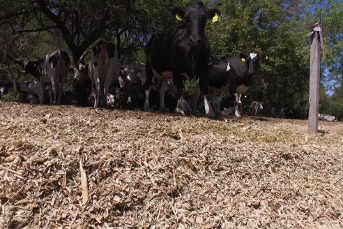 Los Estribos de Gieco: una producción mixta entre lechería y agricultura