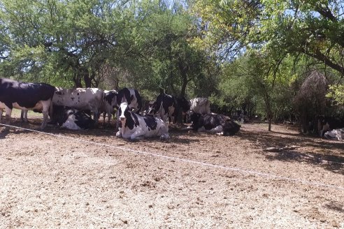 Los Estribos de Gieco: una producción mixta entre lechería y agricultura