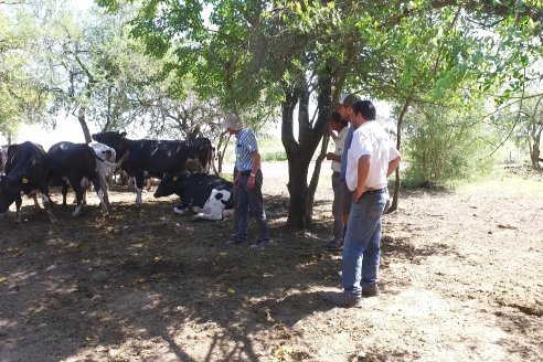 Los Estribos de Gieco: una producción mixta entre lechería y agricultura