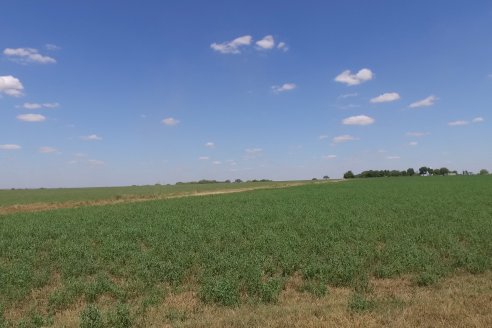 Los Estribos de Gieco: una producción mixta entre lechería y agricultura