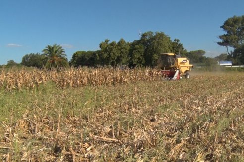 En Establecimiento “San Alfonso” comenzó la trilla de maíz
