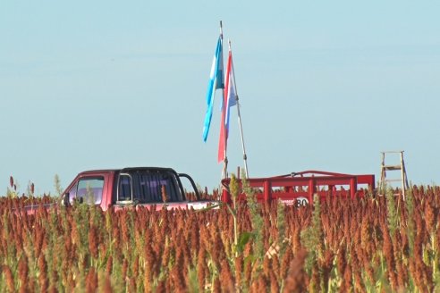 Experiencia de un productor con dos Manejos Alternativos para el cultivo de Sorgo