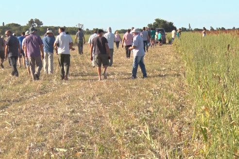 Experiencia de un productor con dos Manejos Alternativos para el cultivo de Sorgo