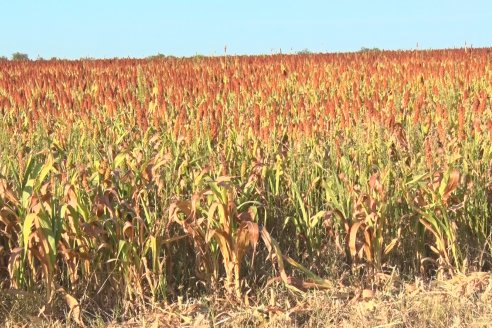 Experiencia de un productor con dos Manejos Alternativos para el cultivo de Sorgo