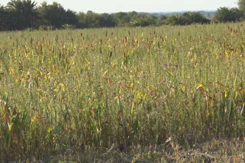 Experiencia de un productor con dos Manejos Alternativos para el cultivo de Sorgo