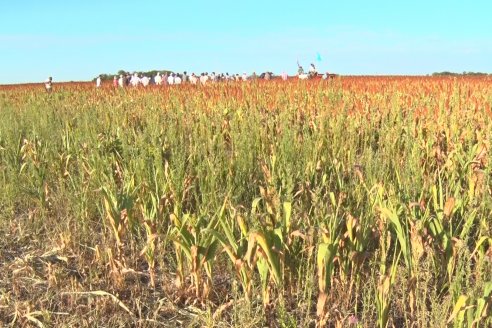 Experiencia de un productor con dos Manejos Alternativos para el cultivo de Sorgo