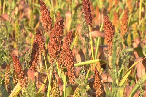 Experiencia de un productor con dos Manejos Alternativos para el cultivo de Sorgo