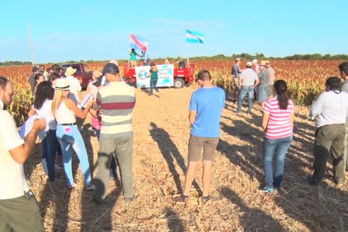 Experiencia de un productor con dos Manejos Alternativos para el cultivo de Sorgo