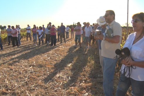 Experiencia de un productor con dos Manejos Alternativos para el cultivo de Sorgo