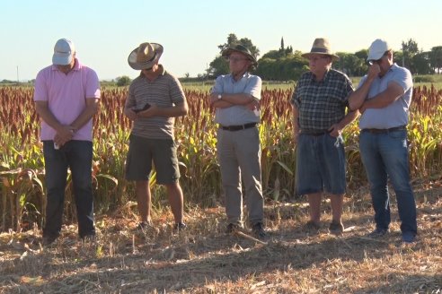 Experiencia de un productor con dos Manejos Alternativos para el cultivo de Sorgo