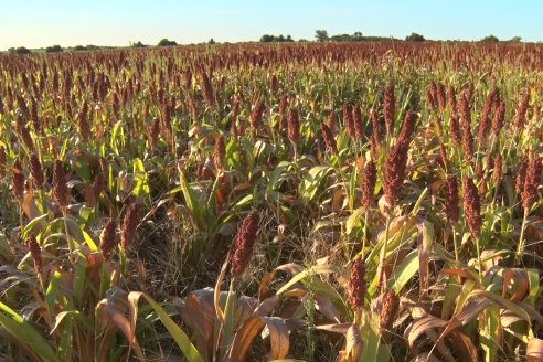 Experiencia de un productor con dos Manejos Alternativos para el cultivo de Sorgo