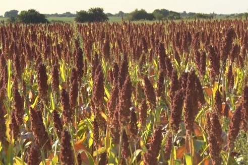 Experiencia de un productor con dos Manejos Alternativos para el cultivo de Sorgo