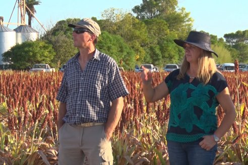 Experiencia de un productor con dos Manejos Alternativos para el cultivo de Sorgo