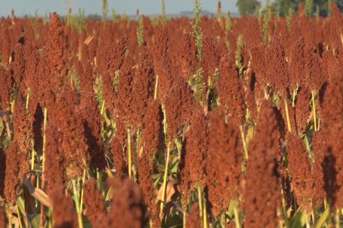 Experiencia de un productor con dos Manejos Alternativos para el cultivo de Sorgo