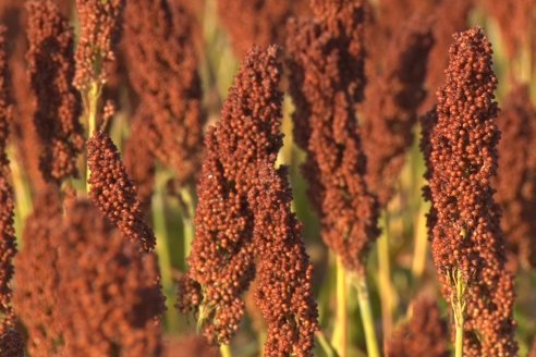 Experiencia de un productor con dos Manejos Alternativos para el cultivo de Sorgo