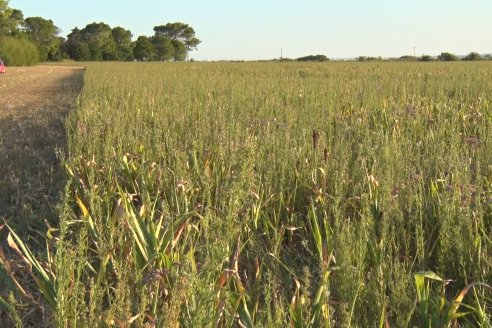 Experiencia de un productor con dos Manejos Alternativos para el cultivo de Sorgo