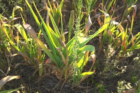 Experiencia de un productor con dos Manejos Alternativos para el cultivo de Sorgo