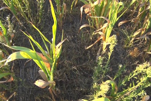 Experiencia de un productor con dos Manejos Alternativos para el cultivo de Sorgo