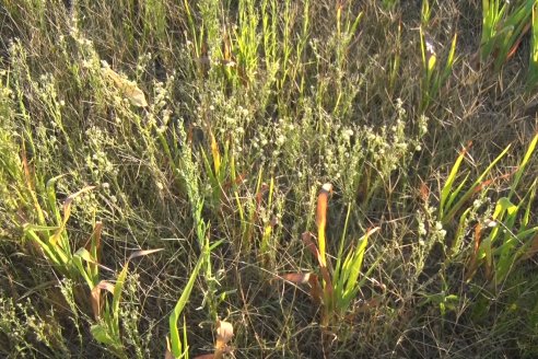 Experiencia de un productor con dos Manejos Alternativos para el cultivo de Sorgo